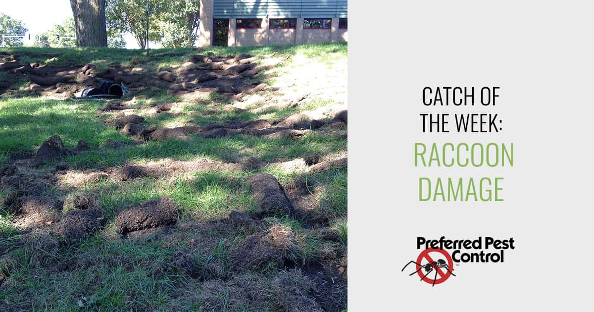 Preferred Pest Control | Raccoon Damage to Yards